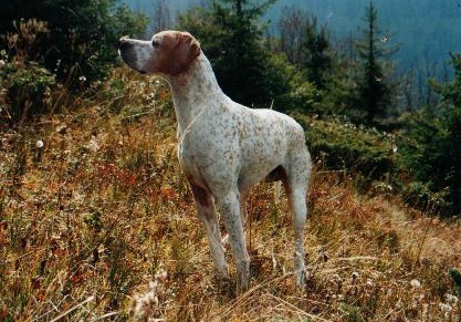 CH. Eloi Du bois des perches