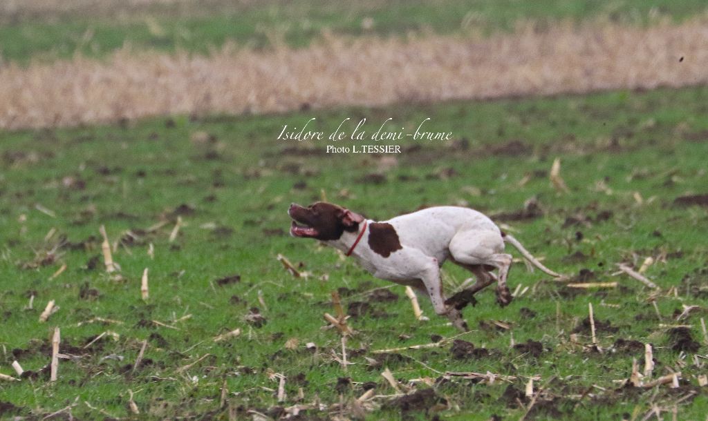 Isidore De la demi-brume