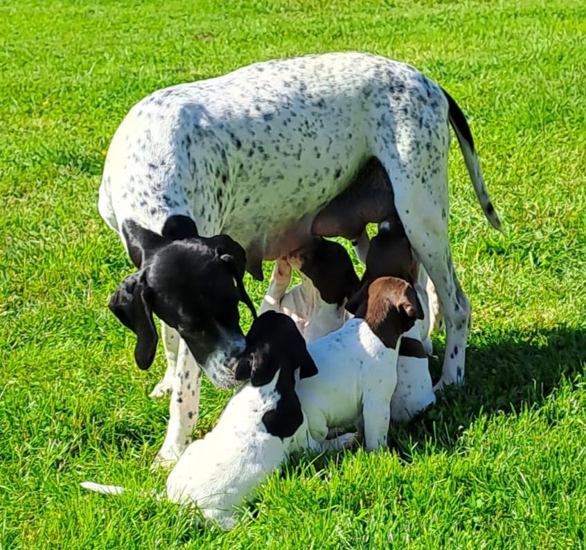 Chiot Pointer De la demi-brume