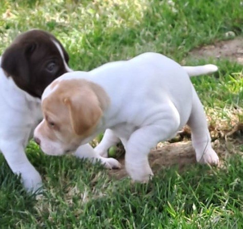 De la demi-brume - Chiots disponibles - Pointer