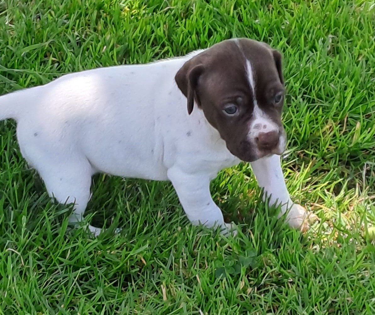 De la demi-brume - Chiots disponibles - Pointer