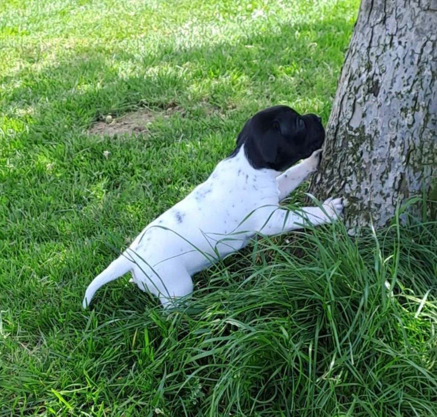 De la demi-brume - Chiots disponibles - Pointer