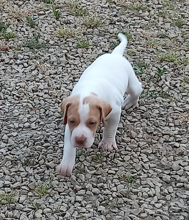 De la demi-brume - Chiots disponibles - Pointer