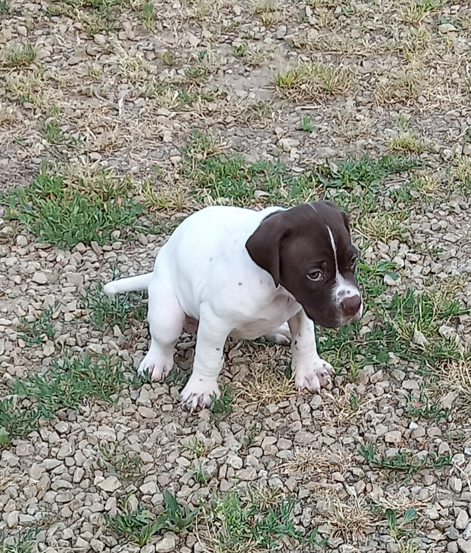 De la demi-brume - Chiots disponibles - Pointer