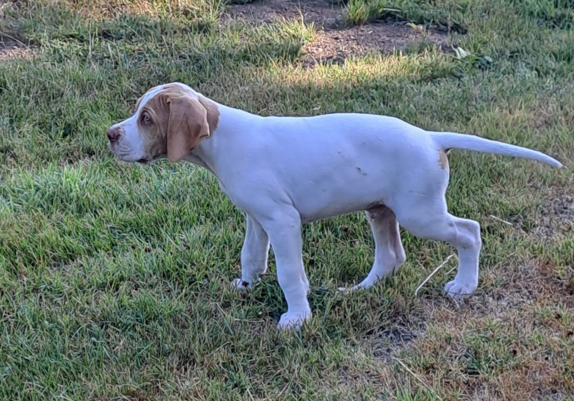 De la demi-brume - Chiots disponibles - Pointer