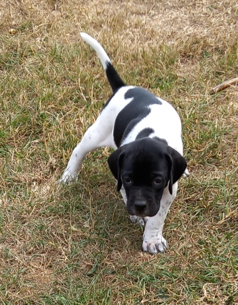 De la demi-brume - Chiots disponibles - Pointer