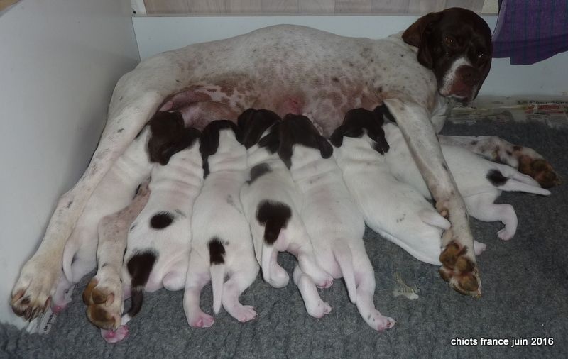 Chiot Pointer De la demi-brume