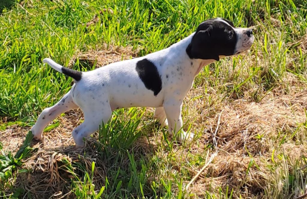 De la demi-brume - Chiots disponibles - Pointer