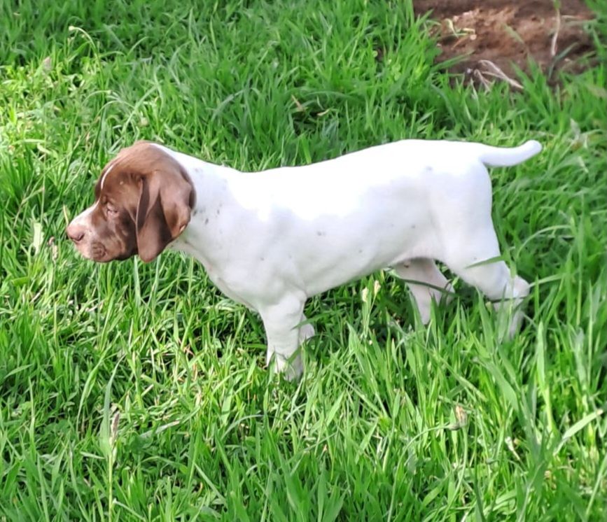 De la demi-brume - Chiots disponibles - Pointer