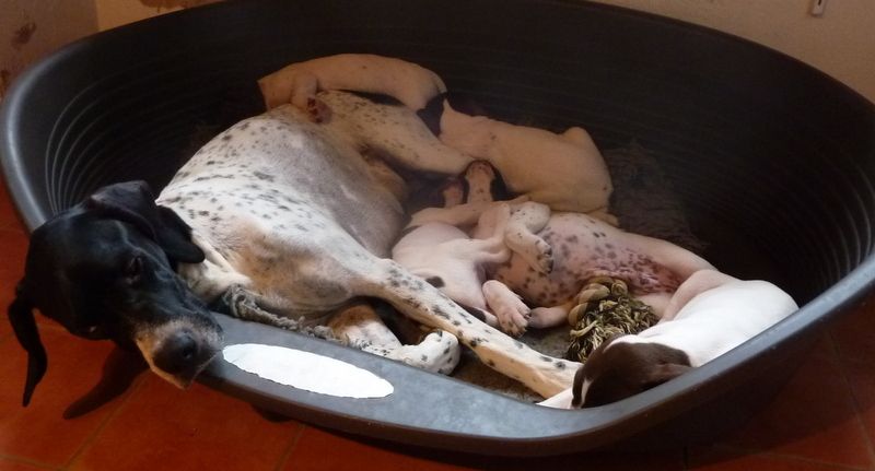 Chiot Pointer De la demi-brume