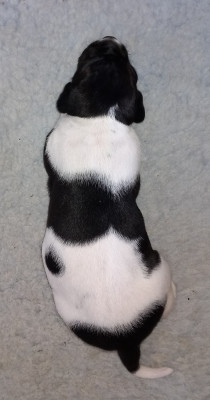 Chiot N°1