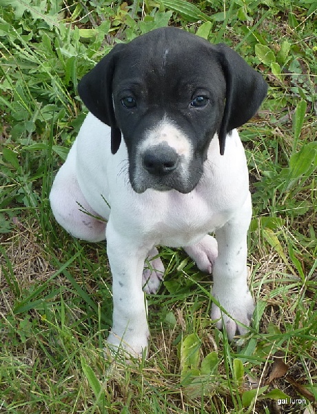 De la demi-brume - Pointer - Portée née le 05/04/2011